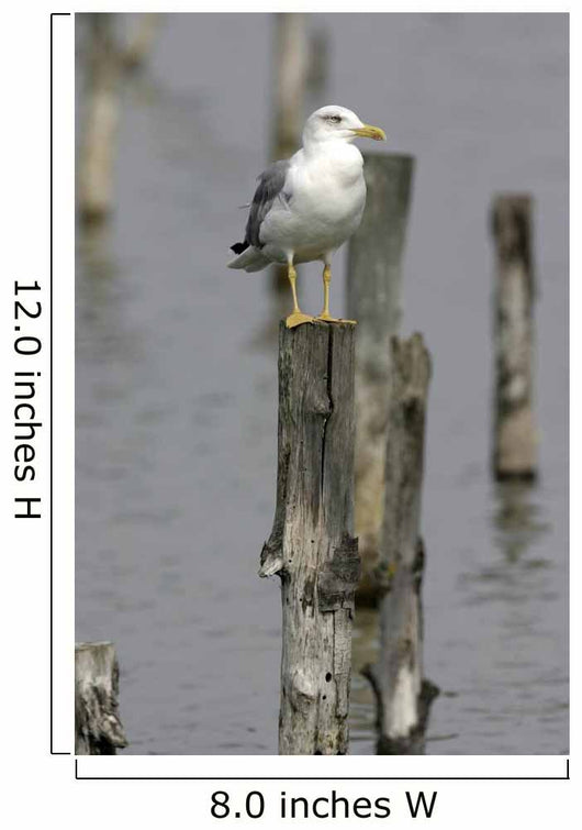 Goeland Cendr