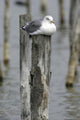 Goeland Cendr