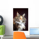 Maine Coon Cat Portrait Wall Mural