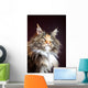 Maine Coon Cat Portrait Wall Mural