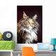 Maine Coon Cat Portrait Wall Mural