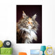 Maine Coon Cat Portrait Wall Mural