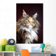 Maine Coon Cat Portrait Wall Mural