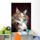 Maine Coon Cat Portrait Wall Mural