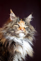 Maine Coon Cat Portrait Wall Mural