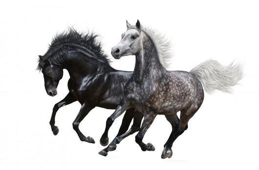 Two Horses Gallop White
