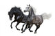 Two Horses Gallop White