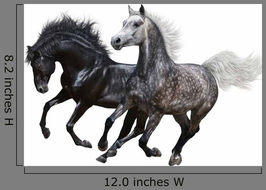 Two Horses Gallop White