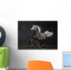 Gray Arabian Horse Gallops
