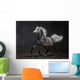Gray Arabian Horse Gallops