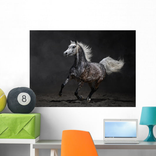 Gray Arabian Horse Gallops