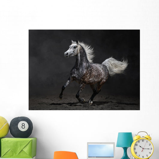 Gray Arabian Horse Gallops
