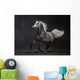 Gray Arabian Horse Gallops