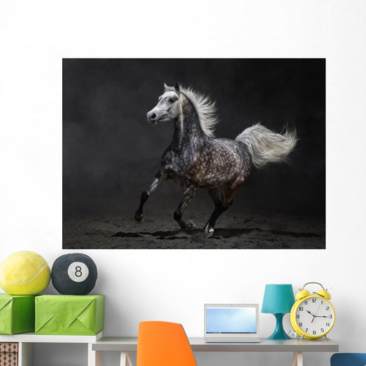 Gray Arabian Horse Gallops