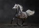 Gray Arabian Horse Gallops