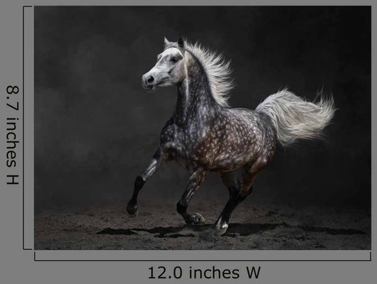 Gray Arabian Horse Gallops
