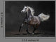 Gray Arabian Horse Gallops
