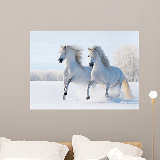 Two White Horses Gallop
