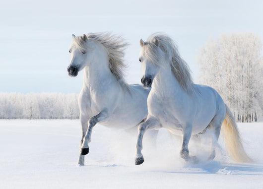Two White Horses Gallop