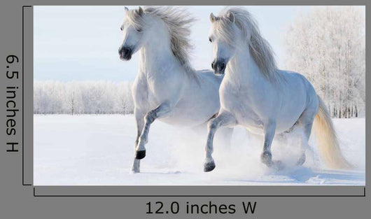 Two White Horses Gallop