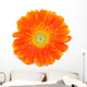 Gerbera Daisy Wall Decal