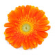 Gerbera Daisy Wall Decal
