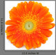 Gerbera Daisy Wall Decal