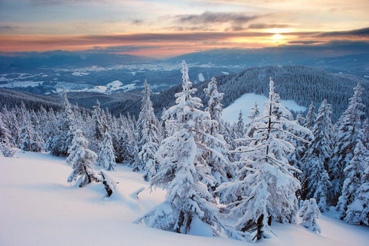 Winter Forest Wall Mural