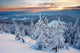 Winter Forest Wall Mural