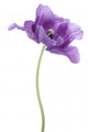 Tulip Wall Decal