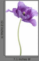 Tulip Wall Decal