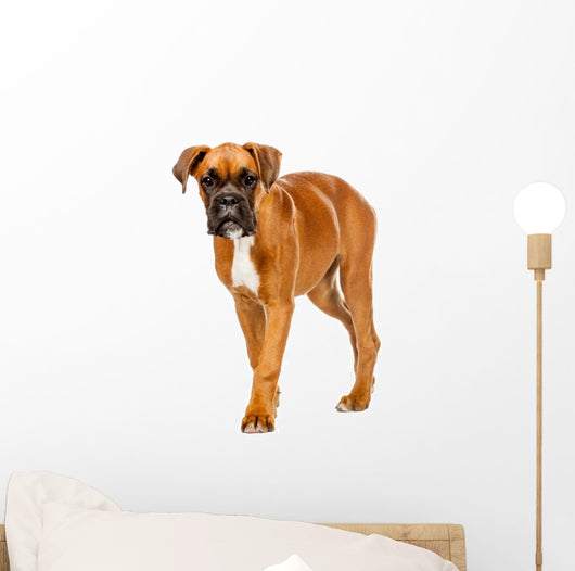 German Boxer Puppy Wall Decal