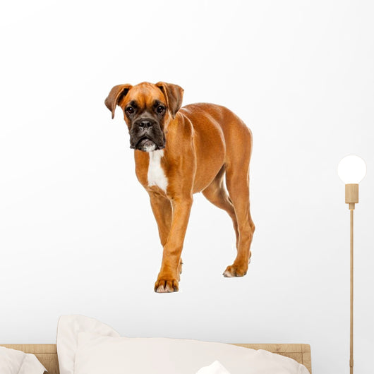German Boxer Puppy Wall Decal