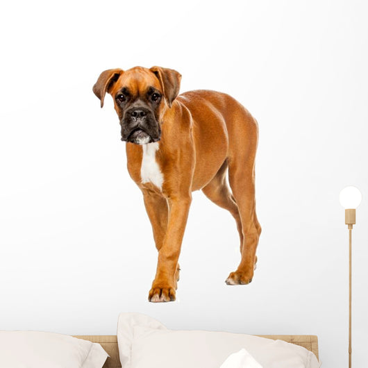 German Boxer Puppy Wall Decal