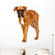 German Boxer Puppy Wall Decal