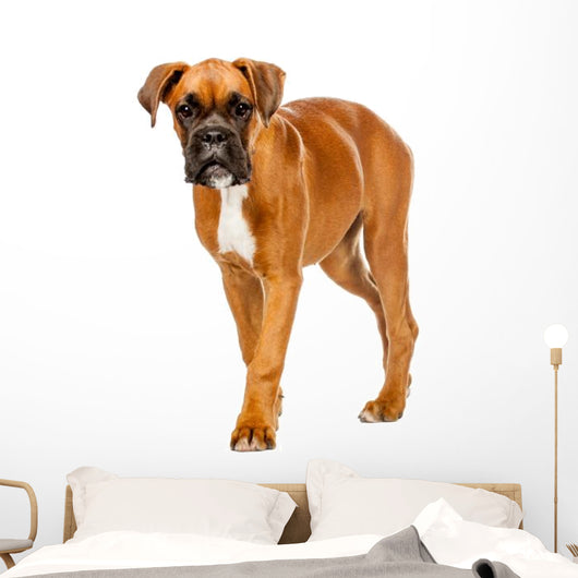German Boxer Puppy Wall Decal