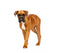 German Boxer Puppy Wall Decal