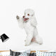 Toy Poodle Gives Paw Wall Decal