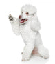 Toy Poodle Gives Paw Wall Decal