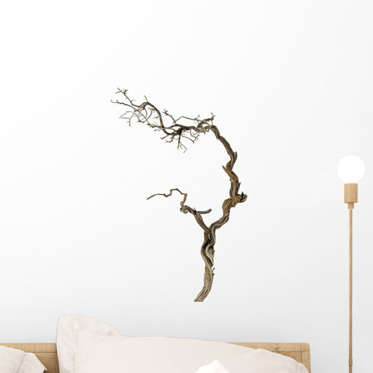 Dry Branch