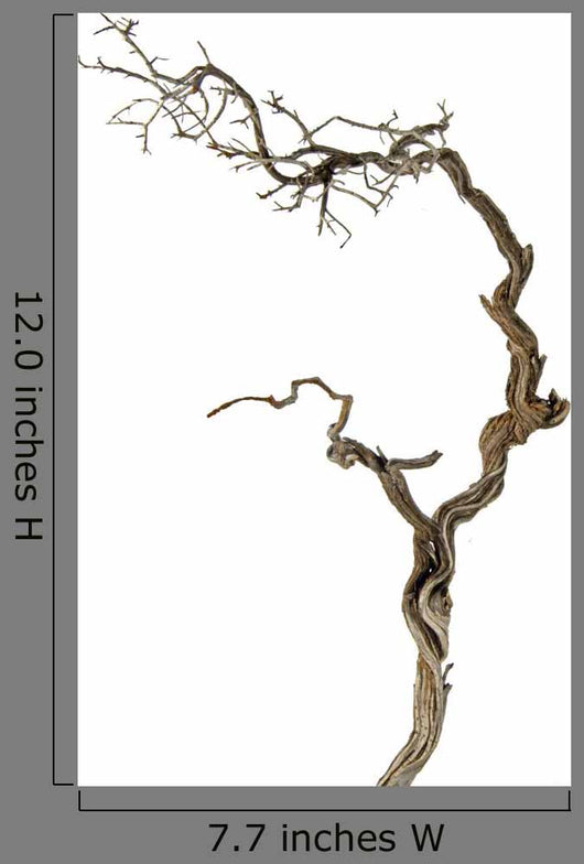 Dry Branch