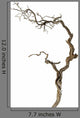 Dry Branch