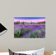 Sunset over a summer lavender field in Tihany, Hungary Wall Mural