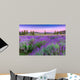 Sunset over a summer lavender field in Tihany, Hungary Wall Mural