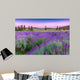 Sunset over a summer lavender field in Tihany, Hungary Wall Mural