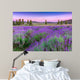 Sunset over a summer lavender field in Tihany, Hungary Wall Mural
