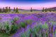 Sunset over a summer lavender field in Tihany, Hungary Wall Mural