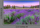 Sunset over a summer lavender field in Tihany, Hungary Wall Mural