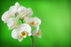 white orchid Wall Mural