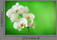 white orchid Wall Mural